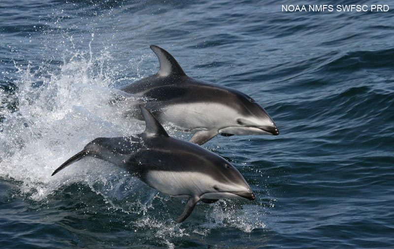 pacificwhitesideddolphins_swfsc